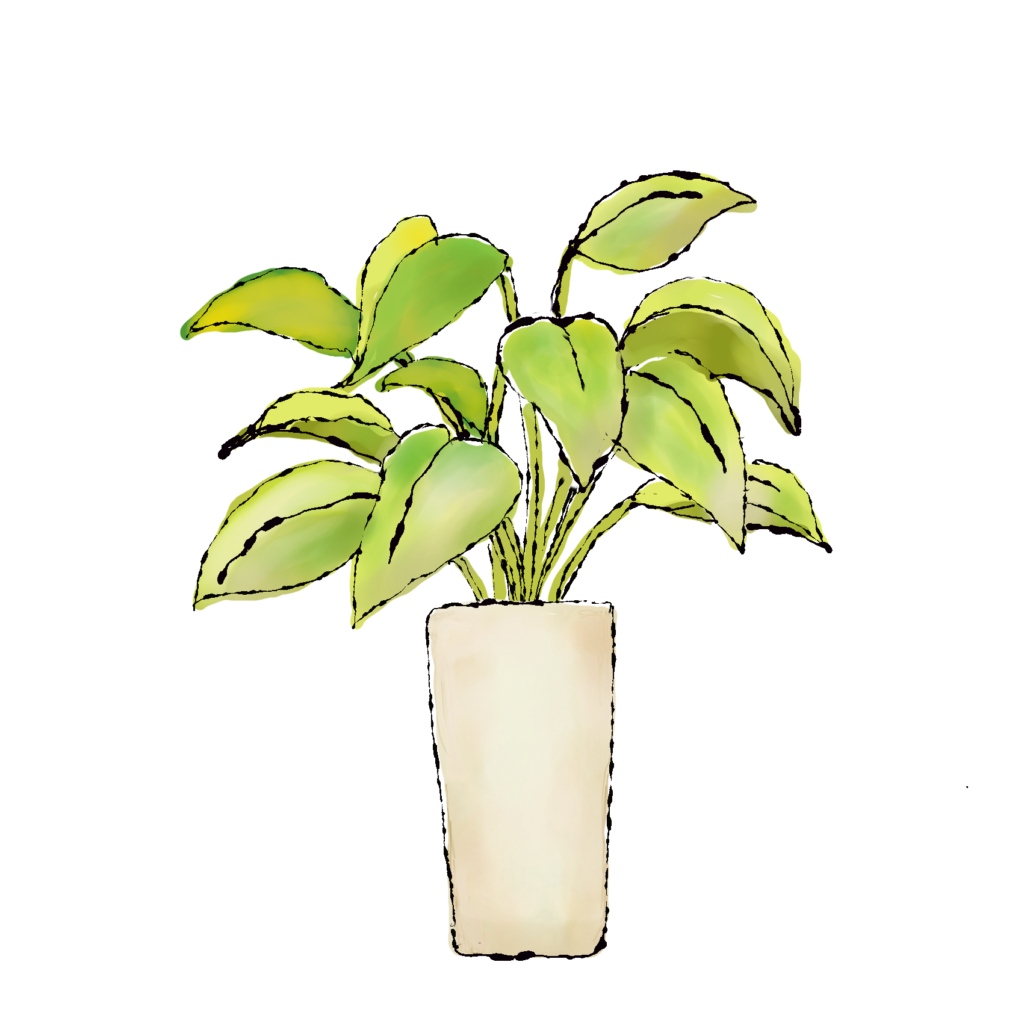 ＊観葉植物のイラスト＊